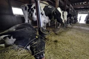 Поголовье украинских коров стабильно уменьшается 