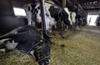 Поголовье украинских коров стабильно уменьшается 