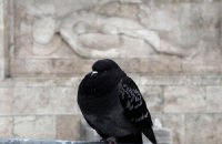 В Женеве будут бороться с засильем голубей