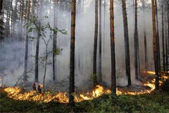 Сжечь лес можно всего за 400 гривен 