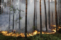 Сжечь лес можно всего за 400 гривен 