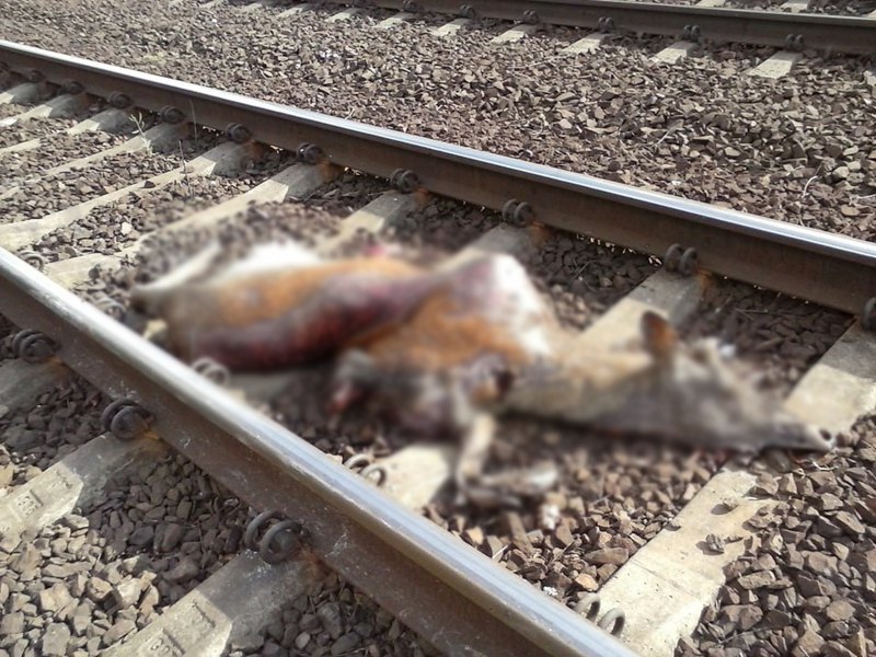 Тварина, яка загинула на дорозі.