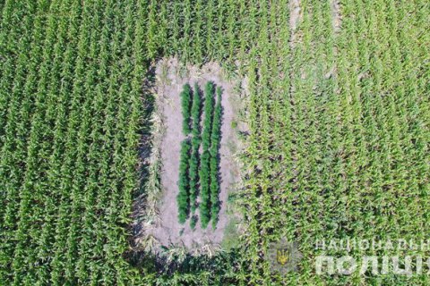 В Черновицкой области нашли в кукурузном поле 10 участков с коноплей