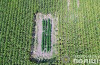 У Чернівецькій області знайшли в кукурудзяному полі 10 ділянок з коноплями
