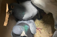 На Сумщині прикордонники затримали контрабандиста, який ніс із РФ два десятки спортивних голубів