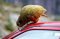 Учені назвали кольори автомобілів, що приваблюють птахів