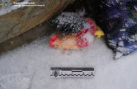 Жителю Рівненської області у двір підкинули м'яку іграшку з гранатою всередині
