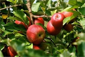 Україні обіцяють рекордний урожай яблук