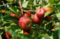 Украине обещают рекордный урожай яблок