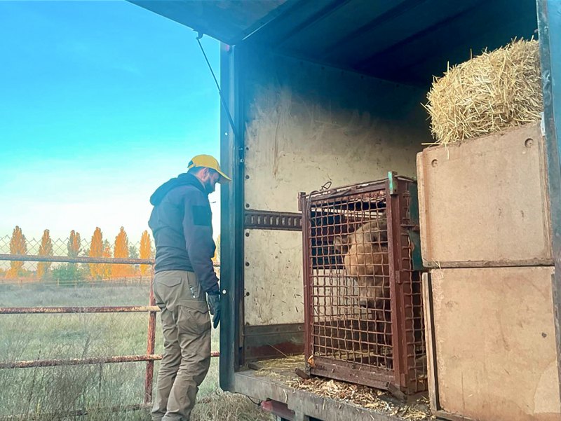 Евакуйована ведмедиця зі звіринця в Донецькій області