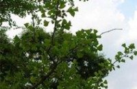 Днепропетровские ЖЭКи обяжут заключать договоры на снос деревьев