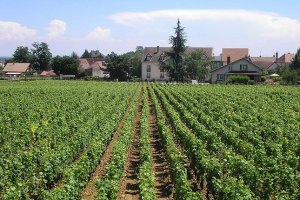 За годы независимости украинские виноградники уменьшились в пять раз