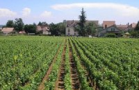 Україна втратила до 15% урожаю винограду через погоду