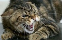 У Києві на Печерську зафіксували випадок сказу у безпритульного кота