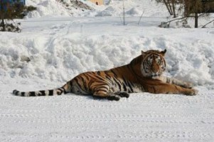 В Приморье тигр вышел на автотрассу