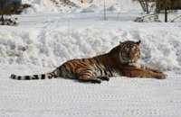 В Приморье тигр вышел на автотрассу