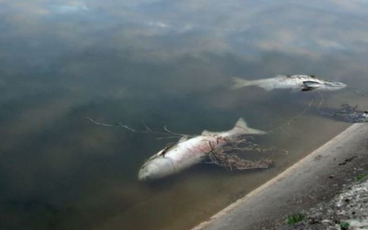 ​Російські браконьєри завдали збитків у Чорному та Азовському морях на  8,5 млрд гривень, - Держрибагентство