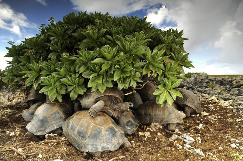 Черепахи соревнуются за место в тени, Сейшельские острова.