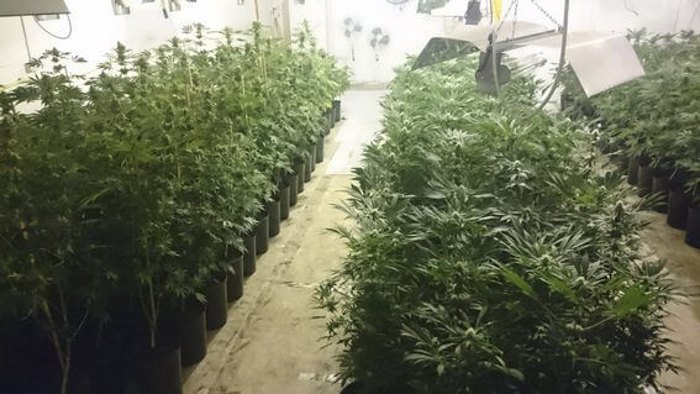 выращивание марихуаны украина