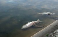 Через ворожий обстріл на Херсонщині масово загинула риба майже на 400 млн грн