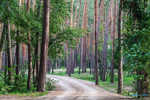 Інвестиціям у лісове господарство заважають бюрократія і зарегульованість, - радник Мінагрополітики