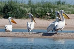 В Перу массово гибнут пеликаны