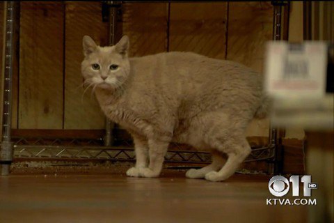 Помер кіт, який 19 років очолював місто на Алясці