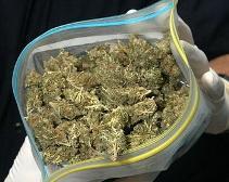 У жительницы Днепродзержинска изъяли 10 кг марихуаны