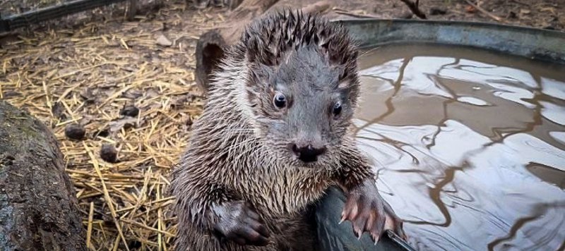 Видра Валєра і всі-всі-всі. Як зловити дзен, рятуючи куницевих 