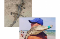 На пляже в курортной Кирилловке нашли мертвого крокодила