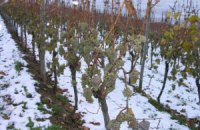Морозы уничтожили четверть урожая украинского винограда