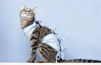 Стерилізація – відповідальний крок для здоров’я домашньої кішки