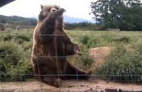Вежливый медведь помахал лапой туристке на прощание