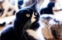Російським котам заборонили брати участь у міжнародних виставках