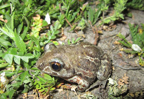 Серия фото животных от Елены: жабка с удивленным глазами