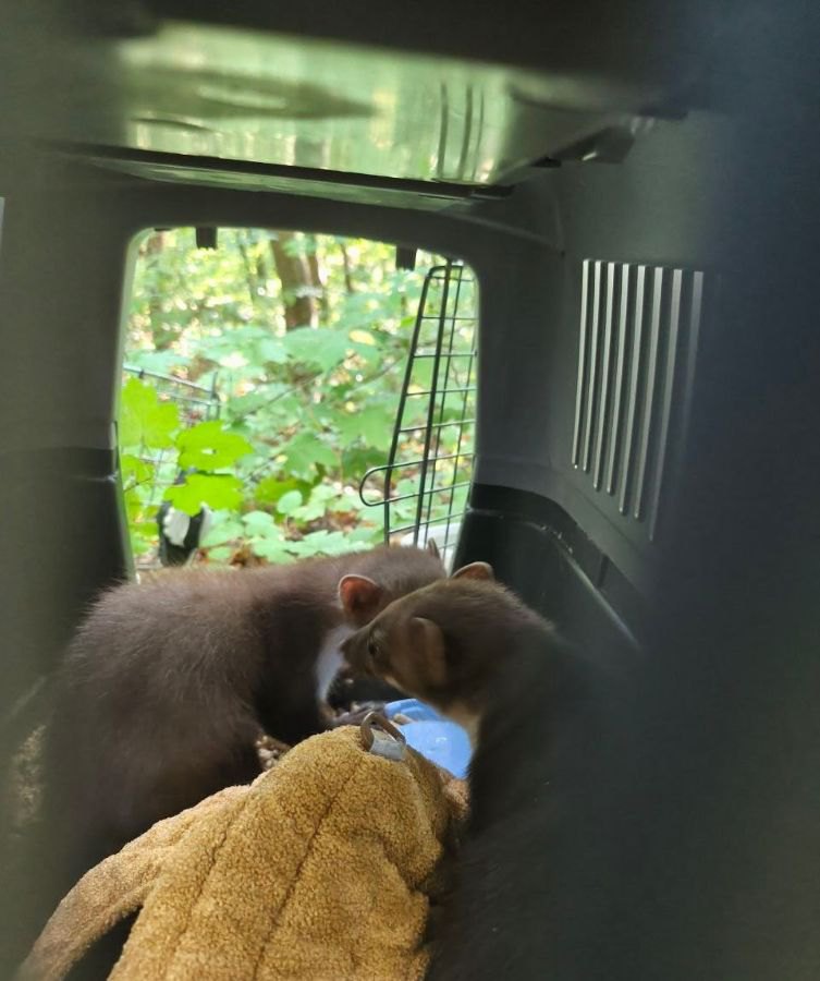 Випуск лісових куниць