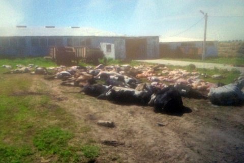 На фермі в Хмельницькій області за ніч померло 88 корів