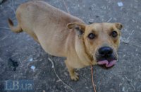 Житель Мариуполя подставился под пули, чтобы спасти свою собаку