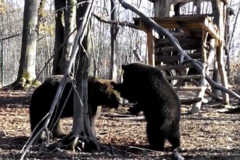 На Прикарпатье из-за теплой погоды медведи не впадают в спячку