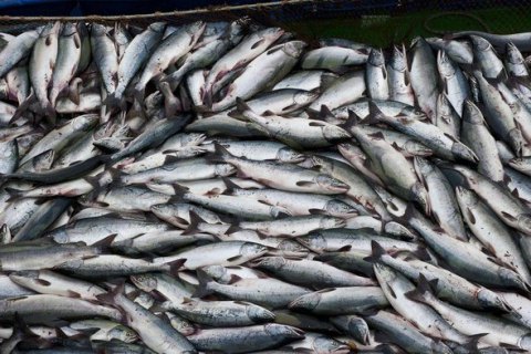 Россия запретила ввоз рыбы через Литву