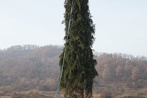 ​В Ватикане установили украинскую елку