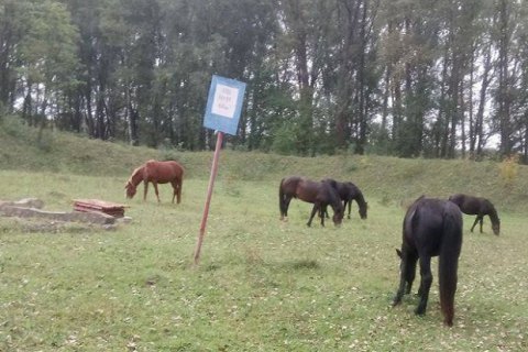 На території бази боєприпасів у Житомирській області гуляють дикі звірі і випасають худобу