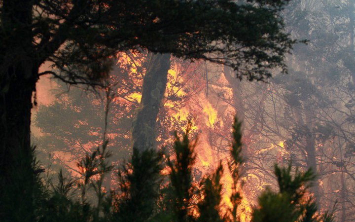 У Чилі арештували підозрюваних у причетності до лісових пожеж, у яких загинули понад 130 людей
