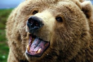 Медведи напали на жительницу Ивано-Франковщины во время сбора ягод