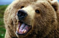 Медведи напали на жительницу Ивано-Франковщины во время сбора ягод