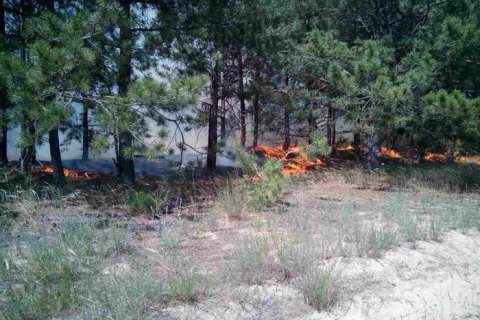 В Полтавской области за сутки выгорело более 38 га леса