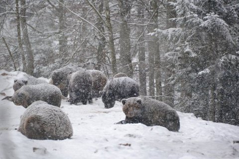 Медведи из парка "Синевир" начали впадать в зимнюю спячку