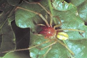 В Горловке обнаружен редкий ядовитый паук