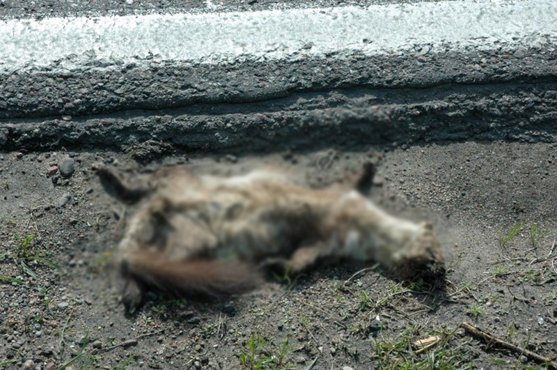 Тварина, яка загинула на дорозі.
