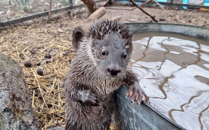 Видра Валєра і всі-всі-всі. Як зловити дзен, рятуючи куницевих 